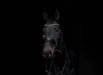 Trotón francés, Caballo castrado, 9 años, 168 cm, Castaño oscuro