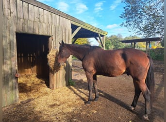 Trotón francés, Caballo castrado, 9 años, 173 cm, Castaño