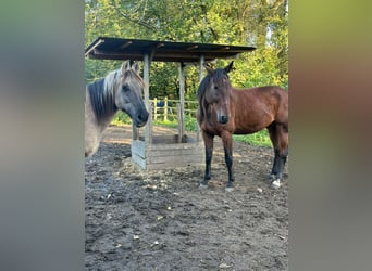 Trotón francés, Caballo castrado, 9 años, 173 cm, Castaño