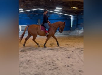 Trotón francés, Caballo castrado, 9 años, 175 cm, Alazán