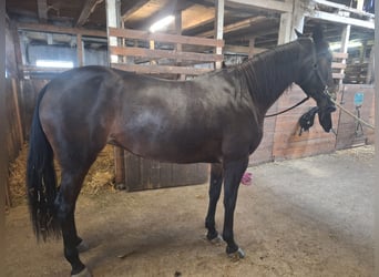 Trotón francés, Yegua, 6 años, 168 cm, Castaño oscuro