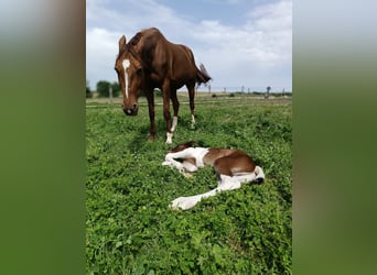 Trotón francés, Yegua, 8 años, 163 cm, Alazán