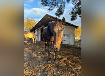 Trotón italiano, Caballo castrado, 23 años, 165 cm, Castaño oscuro