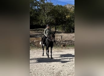 Trotón italiano, Caballo castrado, 23 años, 165 cm, Castaño oscuro