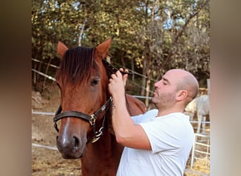 Trotón italiano, Caballo castrado, 7 años