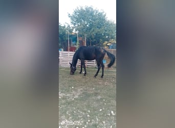 Trotón italiano, Semental, 4 años, 190 cm, Castaño