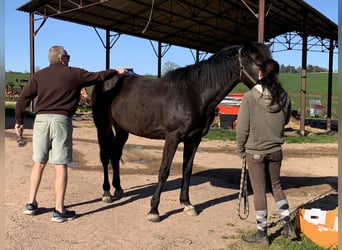 Trottatore Francese, Castrone, 10 Anni, 160 cm, Baio scuro