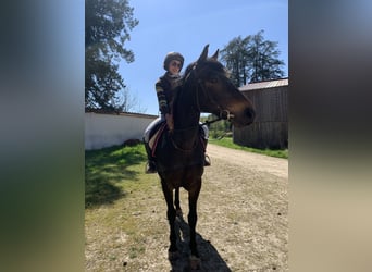 Trottatore Francese, Castrone, 10 Anni, 160 cm, Baio scuro