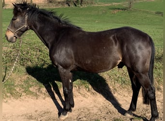 Trottatore Francese, Castrone, 10 Anni, 160 cm, Baio scuro