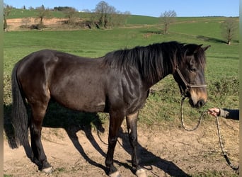 Trottatore Francese, Castrone, 10 Anni, 160 cm, Baio scuro