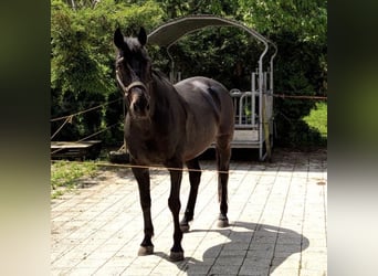 Trottatore Francese, Castrone, 15 Anni, 155 cm, Baio scuro