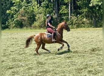 Trottatore Francese, Castrone, 15 Anni, 162 cm, Sauro