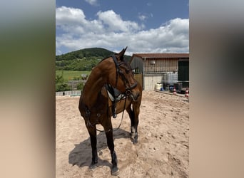 Trottatore Francese, Castrone, 19 Anni, 172 cm, Baio