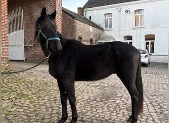 Trottatore Francese, Castrone, 3 Anni, 162 cm, Morello