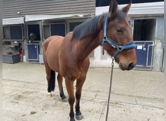 Trottatore Francese, Castrone, 4 Anni, 163 cm, Baio