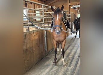 Trottatore Francese, Castrone, 5 Anni, 160 cm, Baio chiaro