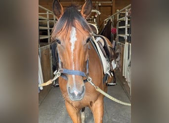 Trottatore Francese, Castrone, 5 Anni, 160 cm, Baio chiaro