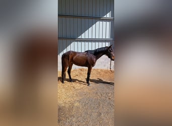 Trottatore Francese, Castrone, 5 Anni, 161 cm, Baio