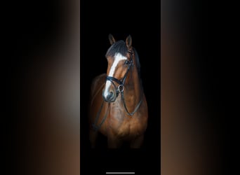 Trottatore Francese, Castrone, 5 Anni, 170 cm, Baio
