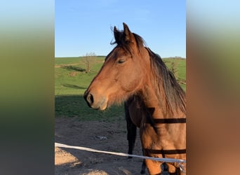 Trottatore Francese, Castrone, 6 Anni, 150 cm, Baio
