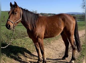 Trottatore Francese, Castrone, 6 Anni, 150 cm, Baio