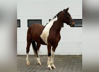 Trottatore Francese, Castrone, 6 Anni, 158 cm, Pezzato