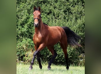 Trottatore Francese, Castrone, 8 Anni, 167 cm, Baio ciliegia