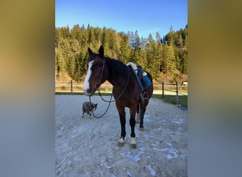 Trottatore Francese, Castrone, 9 Anni, 158 cm, Baio