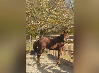 Trottatore Francese, Castrone, 9 Anni, 162 cm, Sauro