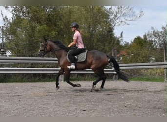 Trottatore Francese, Giumenta, 10 Anni, 157 cm, Baio