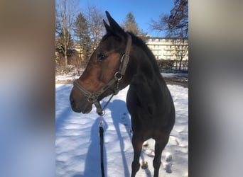 Trottatore Francese, Giumenta, 10 Anni, Baio scuro