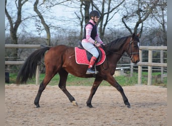 Trottatore Francese, Giumenta, 11 Anni, 155 cm, Baio