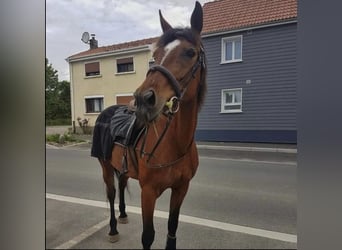 Trottatore Francese, Giumenta, 13 Anni, 162 cm, Baio