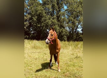Trottatore Francese, Giumenta, 19 Anni, Sauro