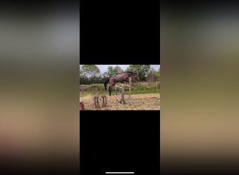 Trottatore Francese, Giumenta, 6 Anni, 153 cm, Baio
