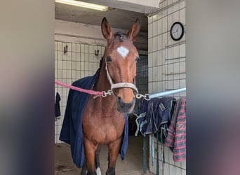 Trottatore Francese, Giumenta, 6 Anni, 160 cm, Baio