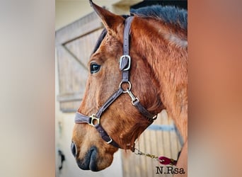 Trottatore Francese, Giumenta, 6 Anni, 162 cm, Baio
