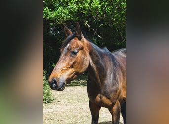 Trottatore Francese, Giumenta, 7 Anni, 160 cm