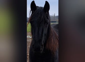 Trottatore Francese, Giumenta, 7 Anni, 163 cm, Baio nero