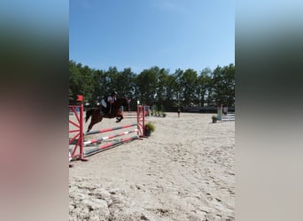 Trottatore Francese, Giumenta, 8 Anni, 151 cm, Baio