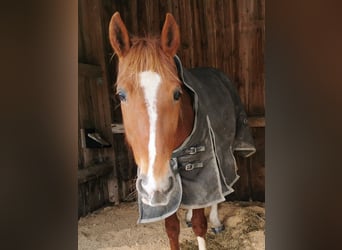 Trottatore Francese, Giumenta, 8 Anni, 156 cm, Sauro