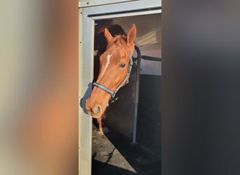 Trottatore Francese, Giumenta, 8 Anni, 165 cm, Sauro