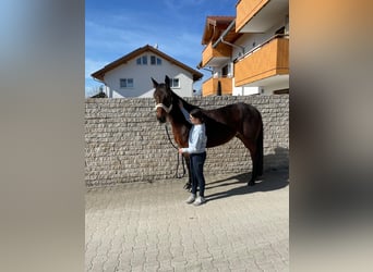 Trottatore Tedesco, Castrone, 10 Anni, 158 cm, Baio