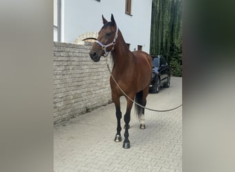 Trottatore Tedesco, Castrone, 10 Anni, 164 cm, Baio
