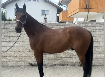 Trottatore Tedesco, Castrone, 10 Anni, 164 cm, Baio