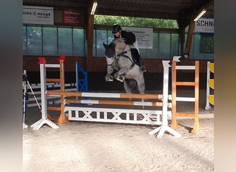 Trottatore Tedesco, Castrone, 11 Anni, 162 cm, Grigio