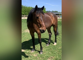 Trottatore Tedesco, Castrone, 12 Anni, 163 cm, Baio