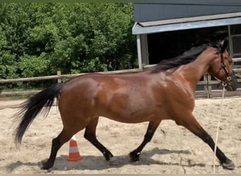 Trottatore Tedesco, Castrone, 12 Anni, 163 cm, Baio