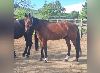 Trottatore Tedesco, Castrone, 13 Anni, 162 cm, Baio