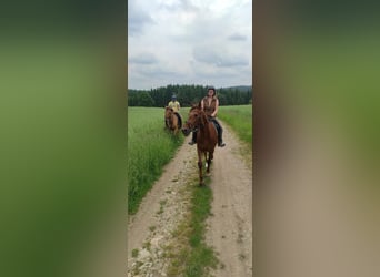 Trottatore Tedesco, Castrone, 14 Anni, 160 cm, Baio